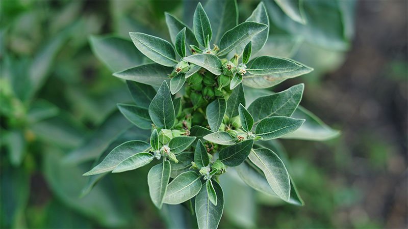 Block Ashwagandha Pflanze Withania Somnifera